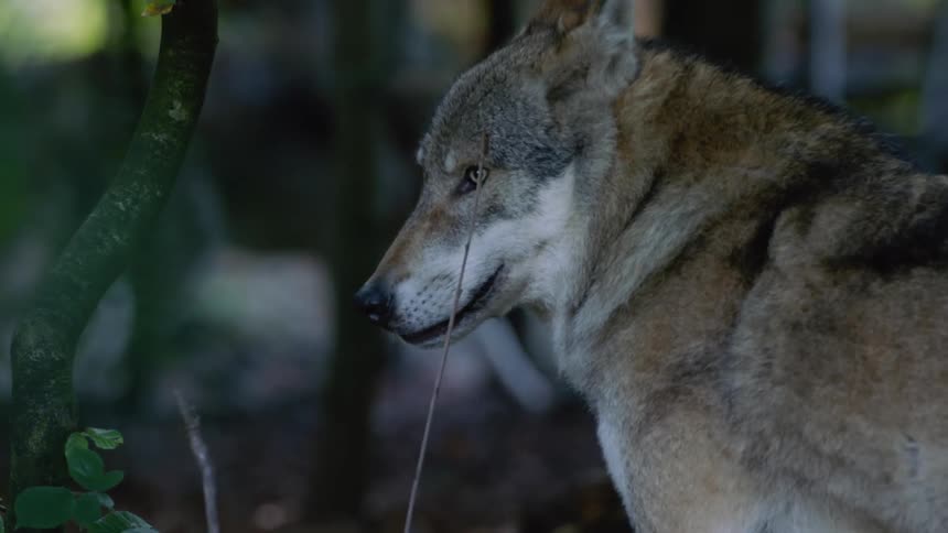 Wild Symphony: Wolves in Forest - Interaction, Grazing, and Yawning
