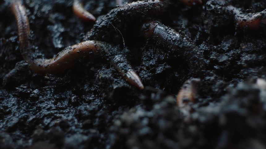 Underground Symphony: Worms Slowly Navigating Rich Black Soil