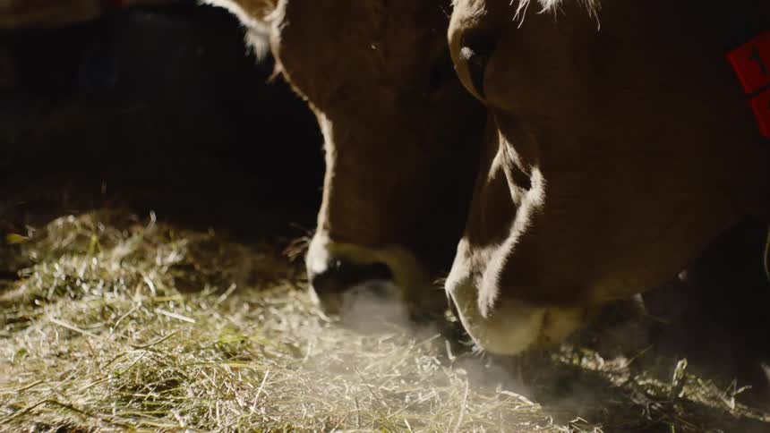 Breath of the Barn: Bovines Grazing on Hay, Exhaling Vapor
