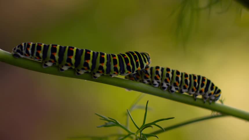 Nature's Delicacy: Close-Up View of Two Caterpillars Crawling on a Leaf