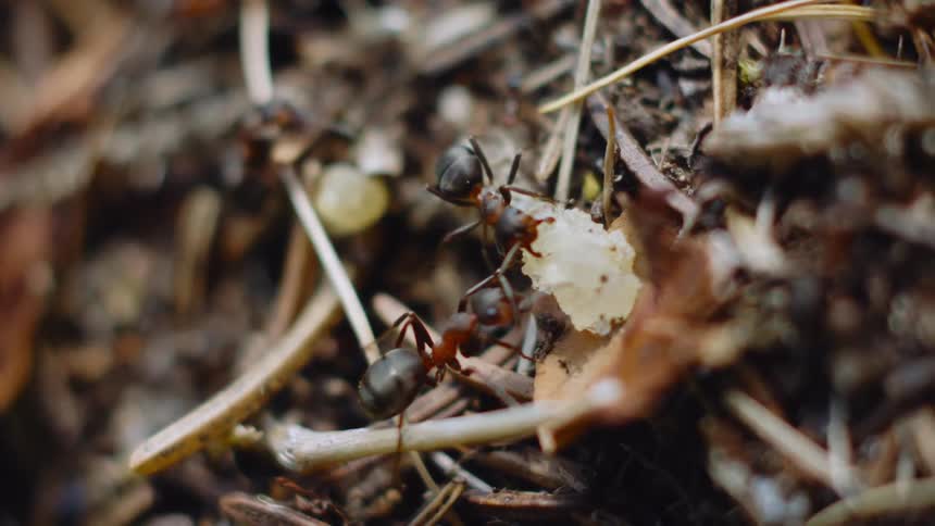 Busy Bug Colony: Crawling Insects foraging on Outdoor Soil