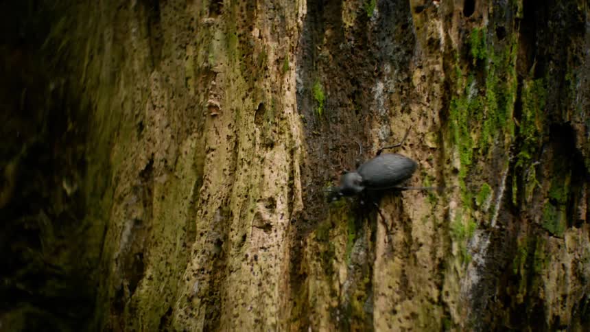 Nature's Exploration: Black Beetle on Rough, Porous Algae-Covered Surface