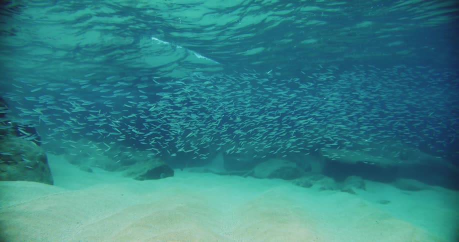 A school of fish swim together near the bottom of the ocean