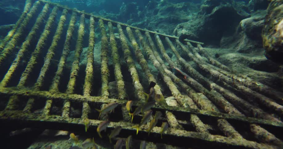 Fish swimming under water swim over a large iron grate
