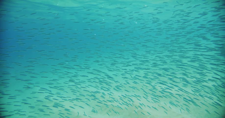 A school of fish swimming underwater