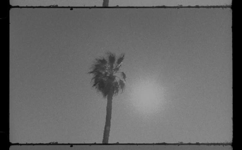 Black and white video of a palm tree