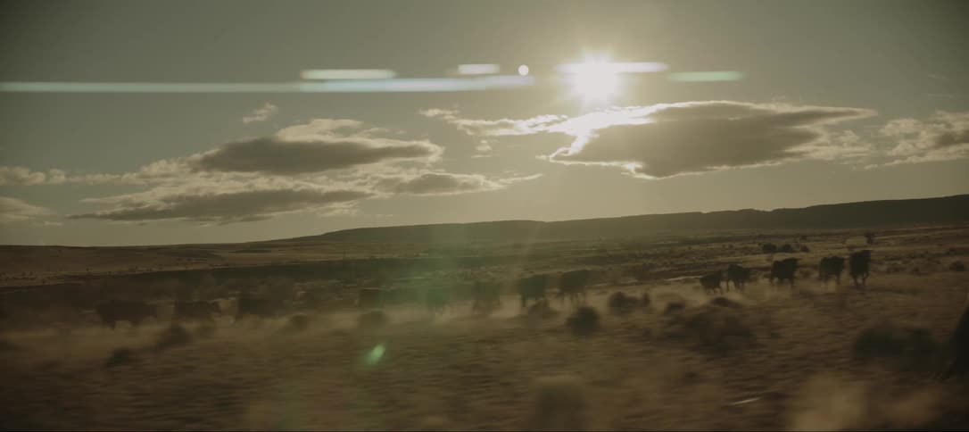 A herd of cows running across the desert as a man on a horse swings a rope