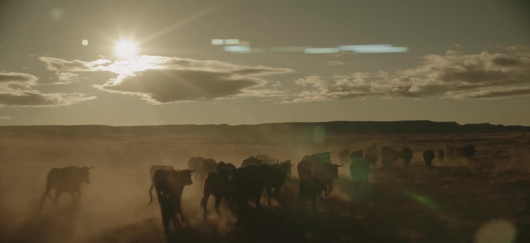 A man on a horse rounds of cattle in a grassland