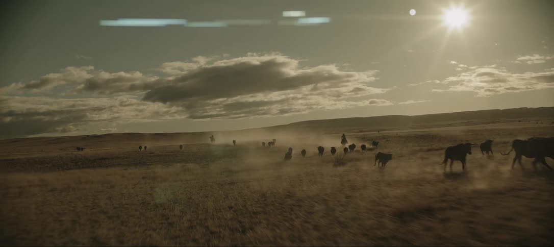 A cowboy herds the cows