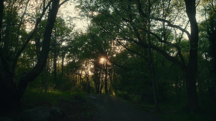 The sun shines brightly through the trees in the woods as shadows cover the grass