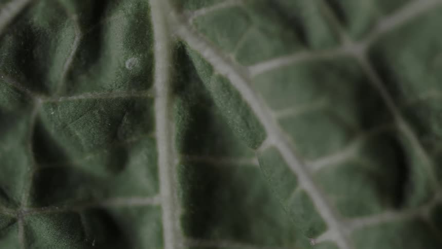 A veined leaf