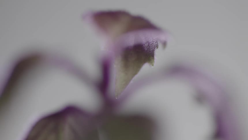 Macro Studio Elements