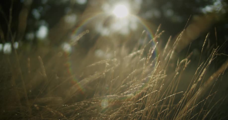 Close up of blades of yellowed grass under the gentle evening sunlight