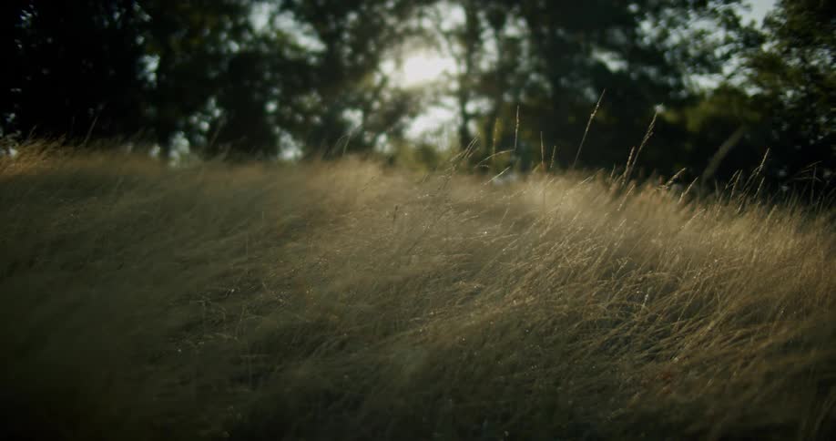 Gentle sunlight filters through the trees over yellowed grass at morning