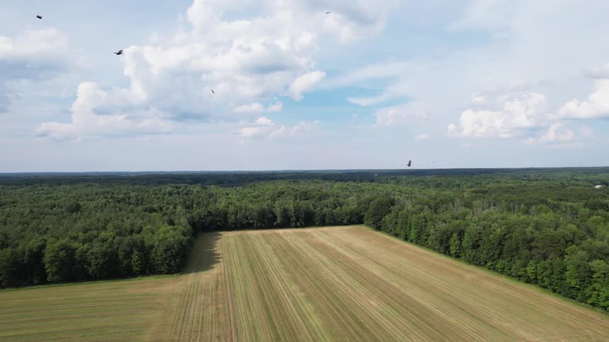 Birds are flying above the field during spring time