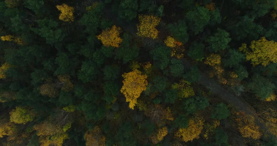Dense trees in a forest range in shade from yellow to green