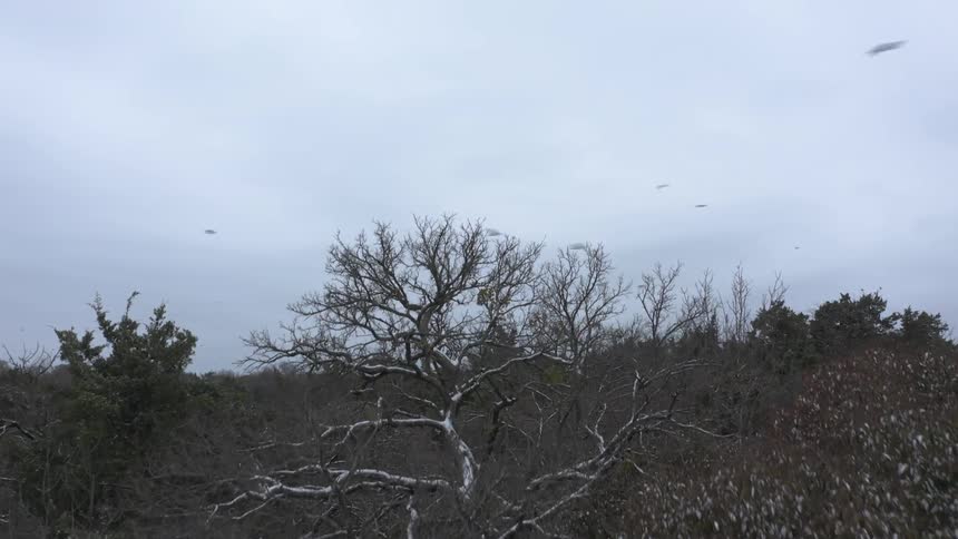 Birds are flying over a woodland area