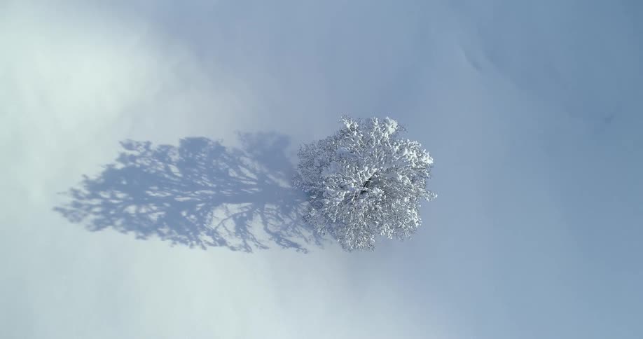 An aerial view of a lone tree surrounded by snow in nature