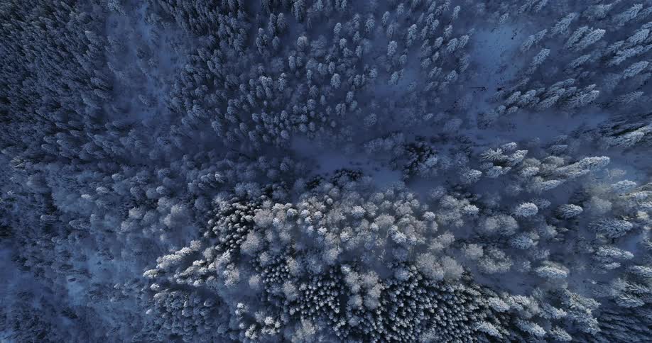 Aerial view of a forest during winter is displayed