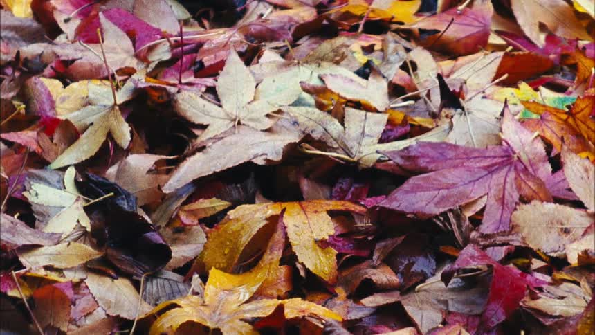 Red and orange leaves lay freshly fallen blanketing the ground