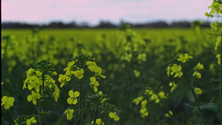 Field of yellow wildflowers waving in the wind at evening caught on vintage film
