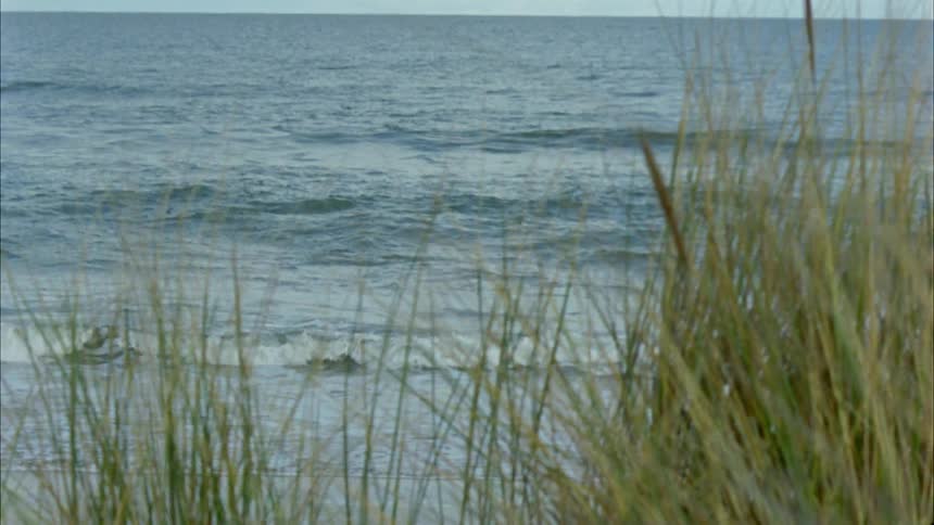 Tall grass blows in the wind along the coast
