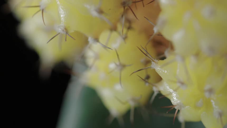 A prickly plant is in a dark area