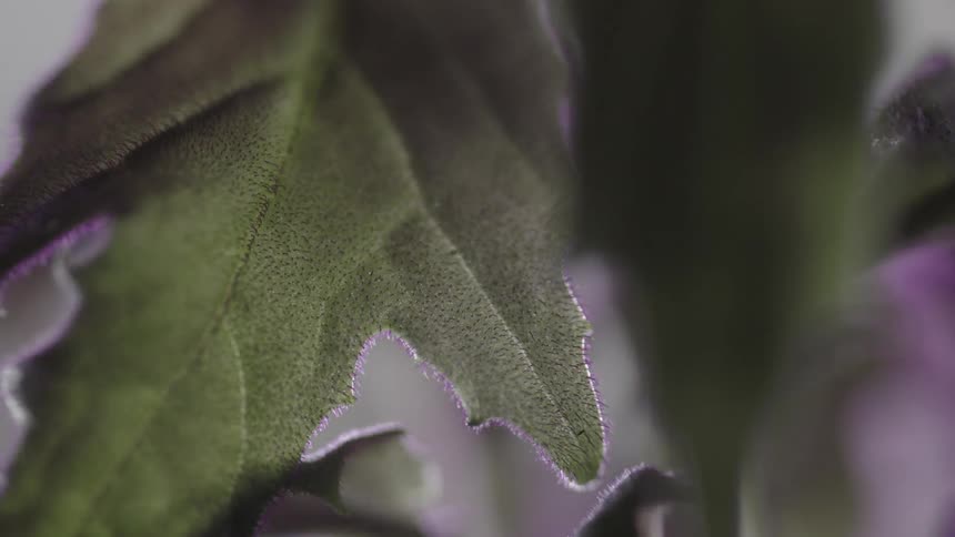 Close up of purple flowers and green leaves