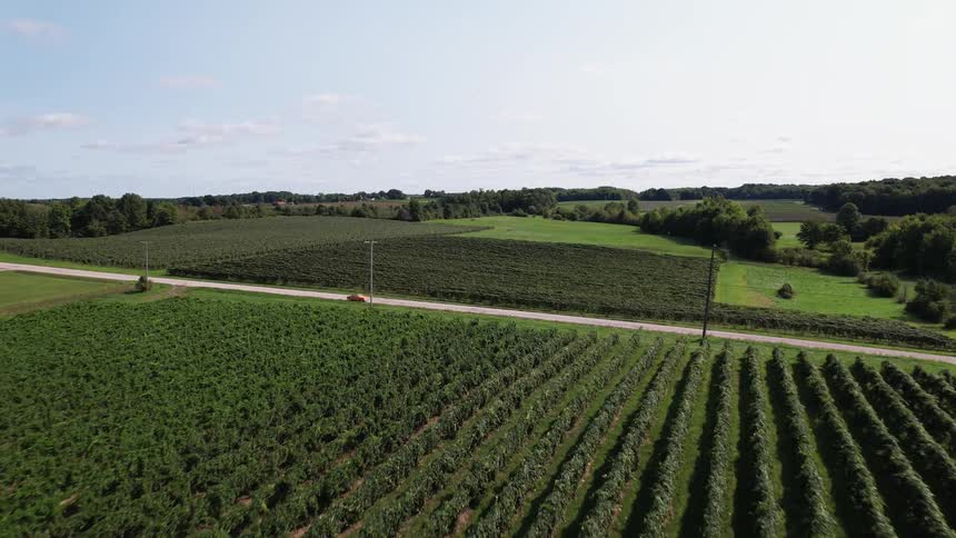 A vehicle drives down a gravel road past a vineyard