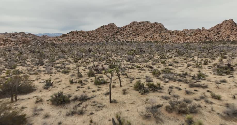 Shrubs grow in the desert below a canyon