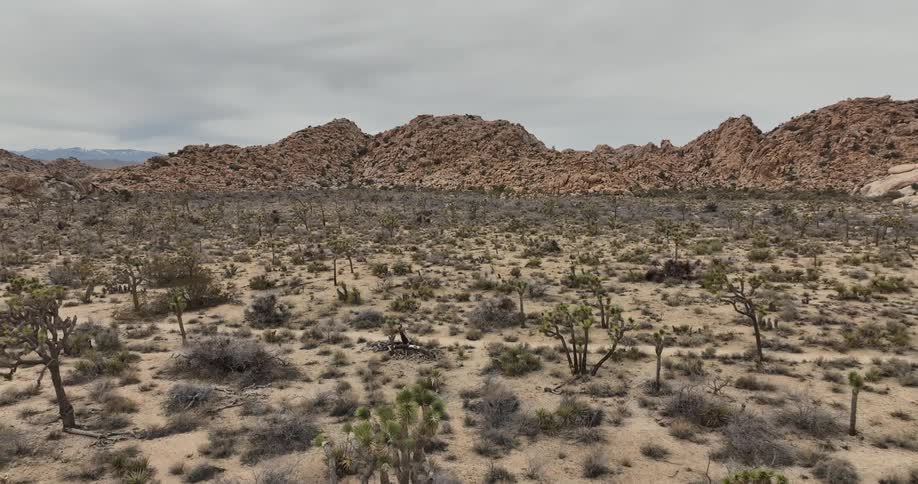 Aerial view of shrubs and trees on the plains of a desert near a small mountain