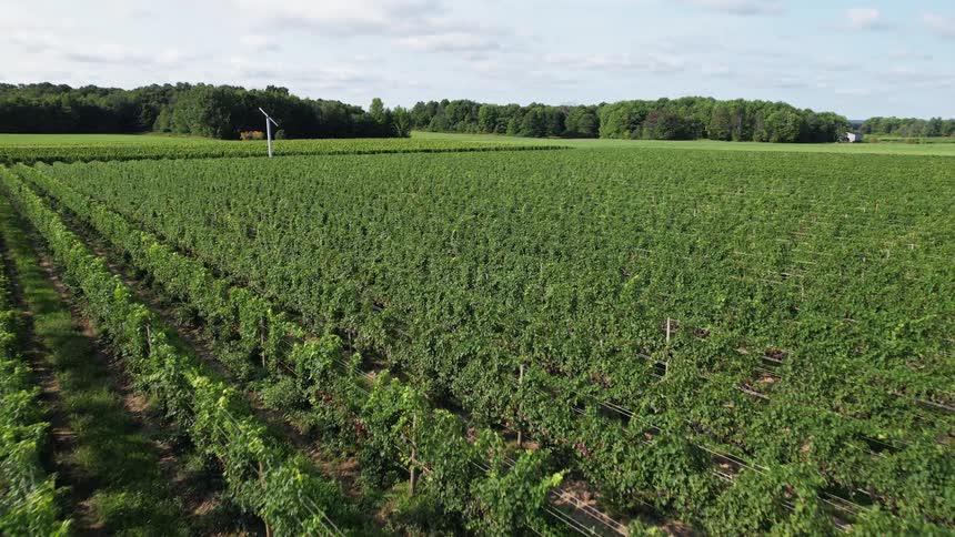 Rows of vines grow on a vineyard and there is a forest of many trees in the distance under a cloudy sky