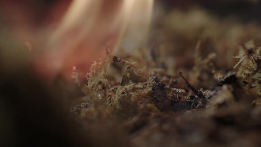 A fire ignites foliage on the ground