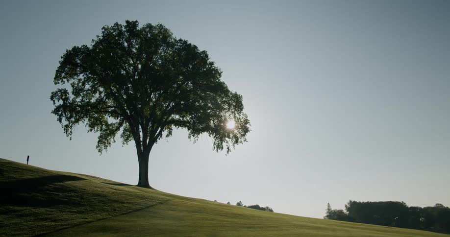 A wide shot of a sloped grassland with a single tree in front of the sun