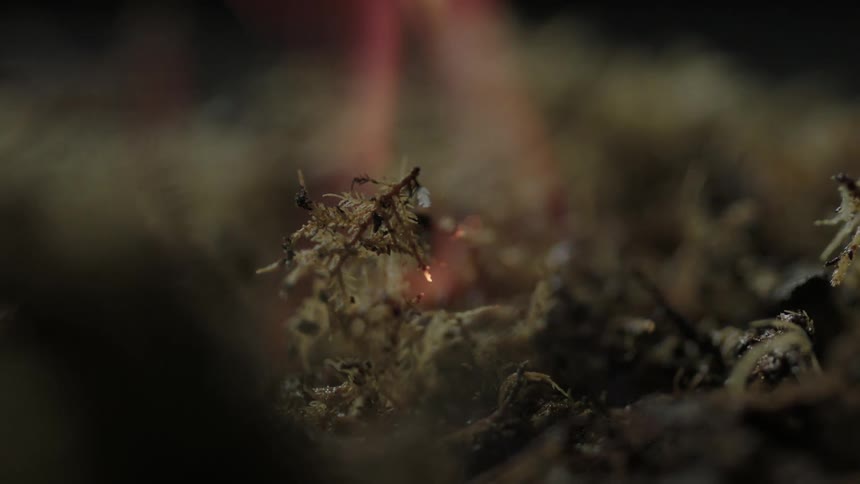 A fire burns foliage on the ground