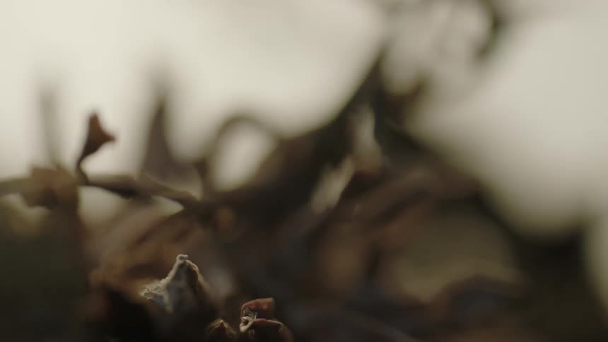 Twigs and organic matter on a forest floor