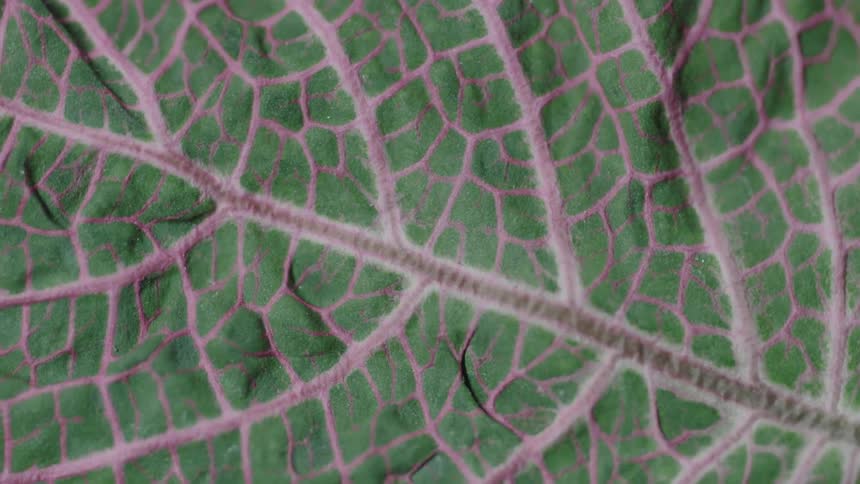 A green leaf with purple veins
