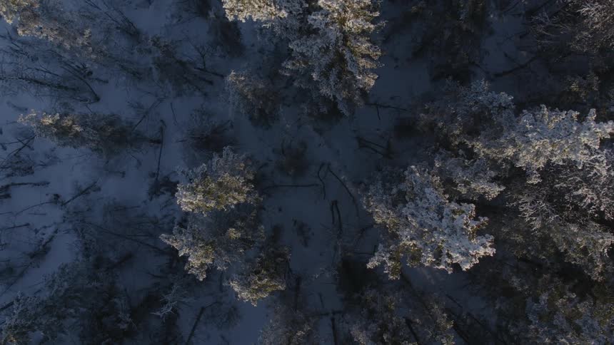 The trees below are covered with snow