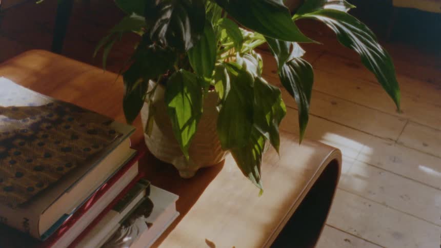 Shadows move over potted plant and the table it sits on