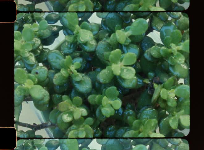 An up close of plants being sprayed with water