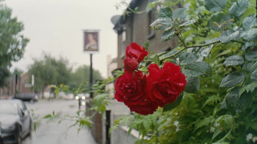 Red roses on a plant vine with cars traffic and a building in the background