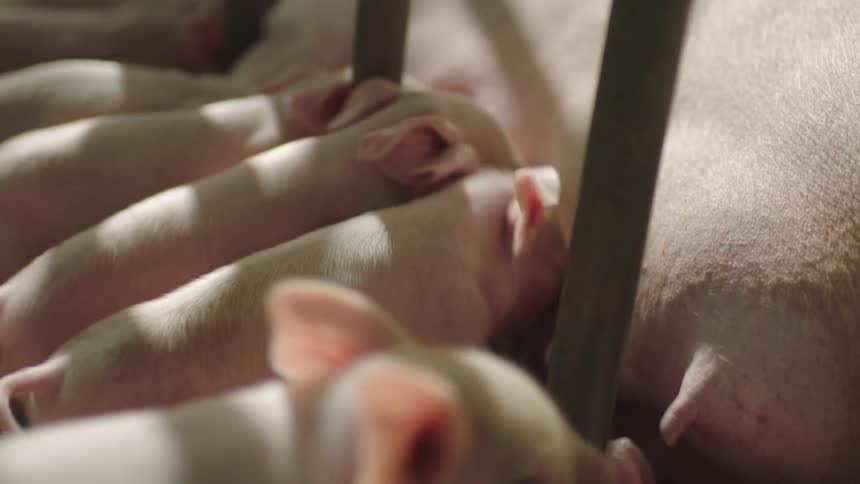 Piglets nursing off mama pig in a farm