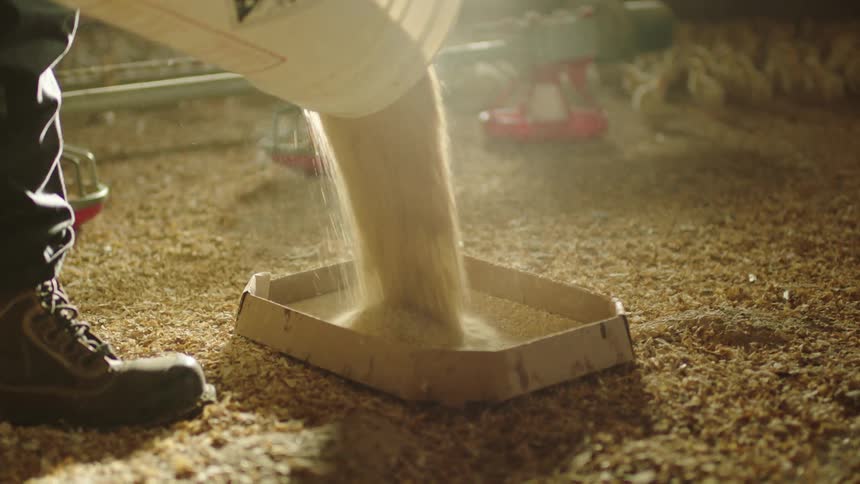 Person pours feed from bucket into a tray on ground in shed