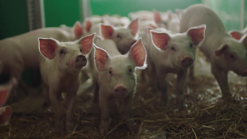 Many piglets in a room with hay on the floor