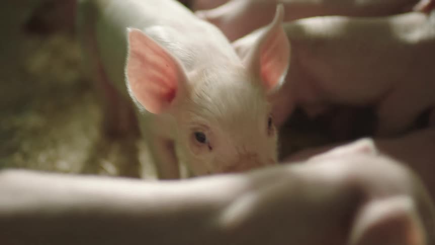 Piglets nursing on their mother and moving around