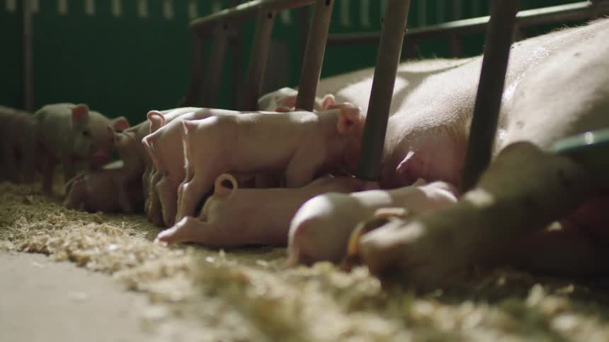 Piglets nurse as sow lies on her side in pen in barn