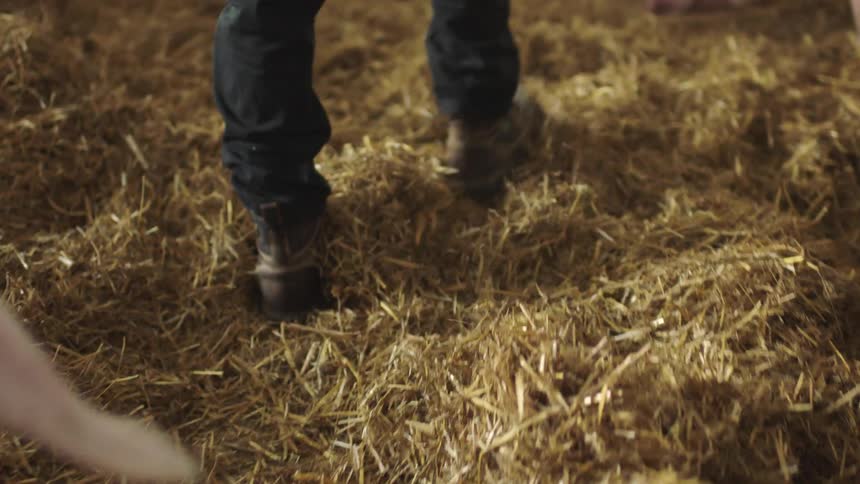 A person walks past the pigs