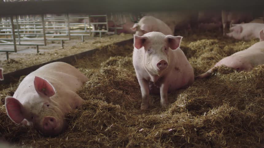 A group of pigs are laying in a barn together