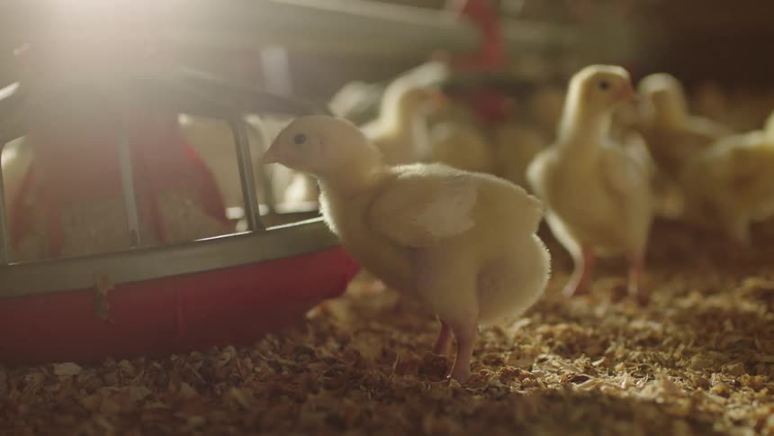 Baby chicken crowd around feeders in a coop with sawdust scattered on the ground