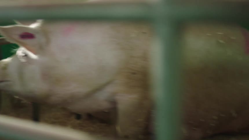 Piglet runs around its mother in metal barred pen